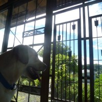 神奈川県相模原市犬の預かりWAPPLE大型犬ペットホテルケージフリー