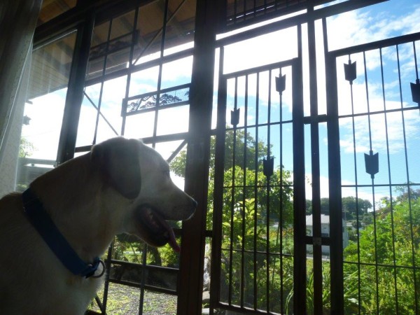 神奈川県相模原市犬の預かりWAPPLE大型犬ペットホテルケージフリー